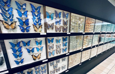 世界の美麗 昆虫標本展