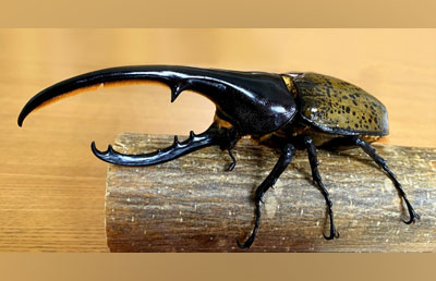 ヘラクレスオオカブトなどの生体展示