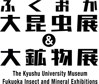 福岡 大昆虫展＆大鉱物展